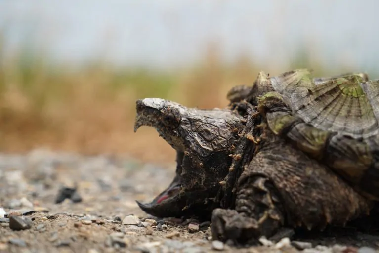 Foto van een bijtschildpad